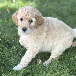 Pink Girl - Cream female Goldendoodle puppy in Colorado Springs, Colorado from Pikes Peak Doodles