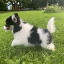 Pomsky Puppies from Rustic Pomskies