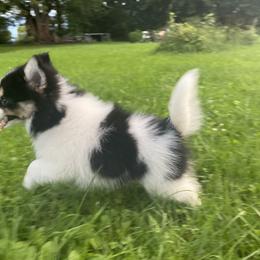 Pomsky Puppies from Rustic Pomskies
