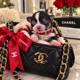 Picachu - Black sabled fawn male Chihuahua puppy in Eustis, Florida from Chichianna's Legacy