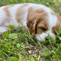 Cavalier King Charles Spaniel Puppies from Blueberry Hill Cavaliers