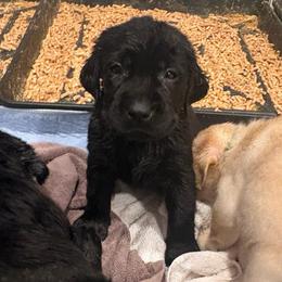 Green Black male 3 - Black male Labrador Retriever puppy in Menifee, California from The Golden Leash Kennels