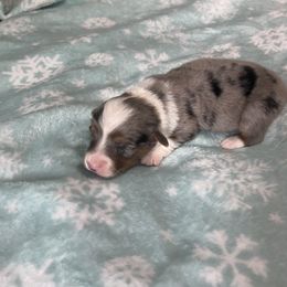 American Corgi and Pembroke Welsh Corgi Puppies from The Comma Corgis