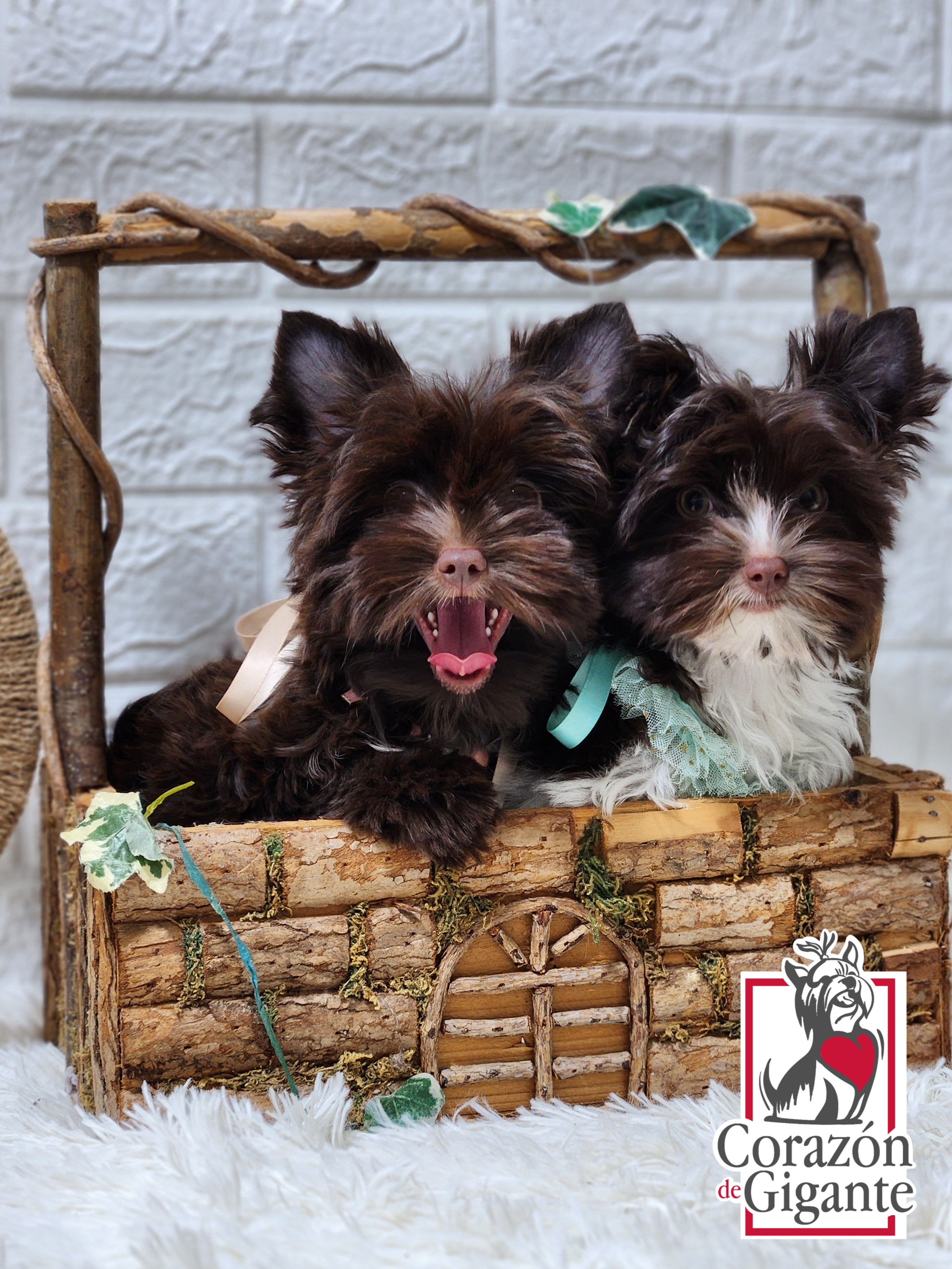 Biewer Terrier and Yorkshire Terrier Puppies from Corazon de gigante