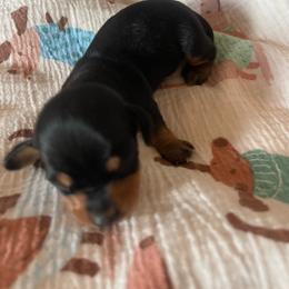 Pebbles - Black and tan female Dachshund puppy in Yuba City, California from The Navarro Furbabies