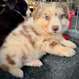 Red Merle male - Red merle male Miniature Australian Shepherd puppy in Lemon Cove, California from Magic Ranch Mini Aussies
