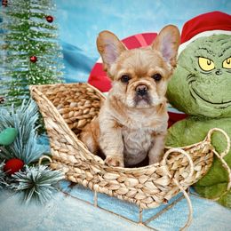 Ron Weasley (golden fluffy) - Cream male French Bulldog puppy in Salem, Oregon from Toy House Frenchies