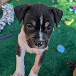 Cut Man - Black male American Staffordshire Terrier puppy in Hohenwald, Tennessee from AptiBull Terriers