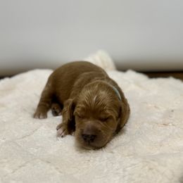 Rudolph - Red  male Goldendoodle puppy in Kenansville, North Carolina from J+A Family Doodles