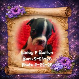 Girl 2 - Black and white female Boston Terrier puppy in Tampa, Florida from Bayshore Boston Terrier’s