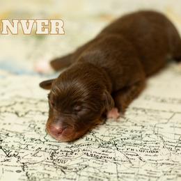 Denver - Red tri male Miniature Australian Shepherd puppy in Waco, Texas from Blue Rain Aussies