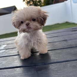 Buddy - Lilac male Shih Tzu puppy in Burlington, North Carolina from Nancy’s Lil’Shih Tzus