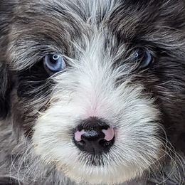 Aussiedoodles, Bernedoodles, Cavapoos, Goldendoodles, and Poodles from Southern Utah Doodles & Poodles