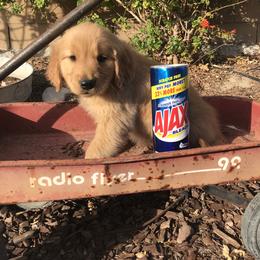 Australian Shepherd and Golden Retriever Puppies from Sterling Valleys Goldens and Aussies