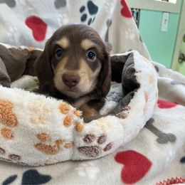 Green - Chocolate and cream male Dachshund puppy in Cumby, Texas from Dog Daze Ranch