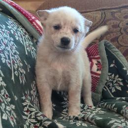 Link - Red speckled female Australian Cattle Dog puppy in Potaeu, Oklahoma from Red Desert Australian Cattle Dogs