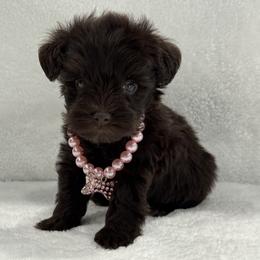 Sugar Pie Female 2 AKC Mega Coat - Liver female Miniature Schnauzer puppy in Pageland, South Carolina from New Haven Farms