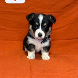 Cupid - Black and tan female American Corgi puppy in Midland, Texas from Desert Darlin’ Corgis