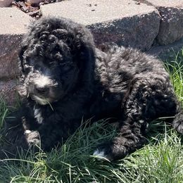 Labradoodle and Poodle Puppies from Top Knot Companions Poodles and Labradoodles