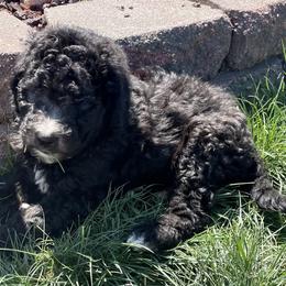 Labradoodle and Poodle Puppies from Top Knot Companions Poodles and Labradoodles