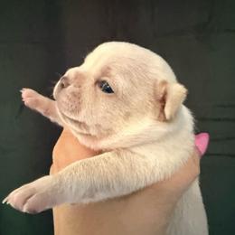 Girl 2 Daisy (French Bulluahua) - Cream and white female Chihuahua puppy in Lees Summit, Missouri from Divine K9s LLC
