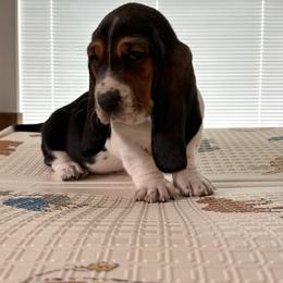 Gortisserous Chicken - Black brown and white male Basset Hound puppy in Logan, Utah from Cache Valley Bassets