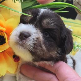 Fred - Parti male Miniature Schnauzer puppy in Hertford, North Carolina from Little Bug Schnauzers