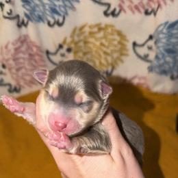 Girl 1 - Blue female Pomsky puppy in Centerville, Iowa from LJ Kennels Pomskies, LLC