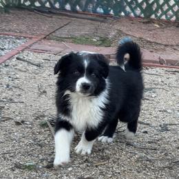 Michelangelo - Black & white male Miniature Australian Shepherd puppy in California from Eagle River Aussies