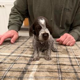 Boy 5 (Maximus) - Brown and gray male Wirehaired Pointing Griffon puppy in Shelley, Idaho from Western Gundogs