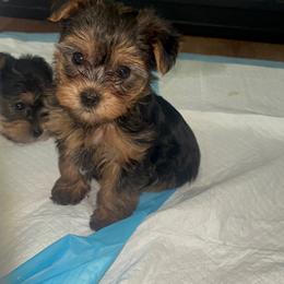 Yorkshire Terrier Puppies from KINGZ KENNEL