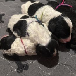 Bernedoodle and Poodle Puppies from Brossier Bernedoodles