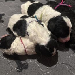 Bernedoodle and Poodle Puppies from Brossier Bernedoodles