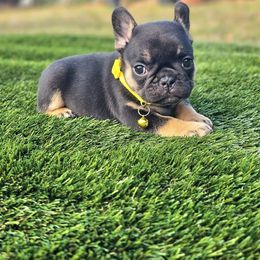 Khalua - Black and tan female French Bulldog puppy in Homestead, Florida from BackyardfinestBullys