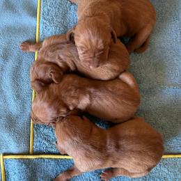Girl-1 - Golden rust female Vizsla puppy in Albany, Texas from Big Country Kennels