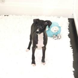 Nate' Male 6 - Black male Italian Greyhound puppy in Sparta Tn And Caryville Fl, Tennessee from Summerwind Kennel