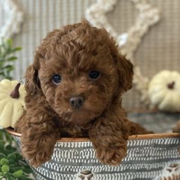 Poodle puppies from Heavn Sent Acres