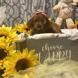 Girl 1 - Red Cavapoo puppy in Mc Kinney, Texas from Brookstone Cavapoos