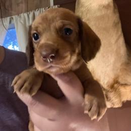 Cream Girl - Cream female Dachshund puppy in Moundville, Missouri from Edgewood Acres Miniature Longhair Dachshunds