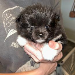 Juniper - Black parti female Pomeranian puppy in Zavalla, Texas from Precious Puff Poms