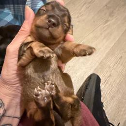 Bobby - Wild boar male Dachshund puppy in Edinburg, Virginia from Hunter Lane Dachshunds