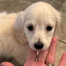 Mr. Blue - Cream male Dachshund puppy in Boston, Kentucky from River Bottom Mini Doxies