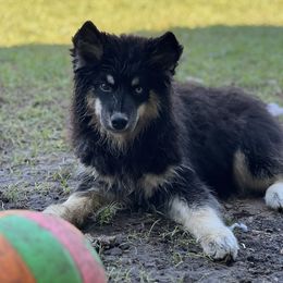 Bellion - Black tan and white female Siberian Husky puppy in Deer Park, Texas from SouthernBell Siberian Huskies
