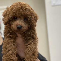 Poodles from Irene's Toy Poodles