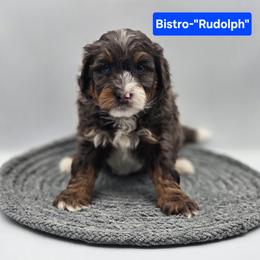 Rudolph- Blue collar - Blue merle male Bernedoodle puppy in Summerville, South Carolina from Channys Doodles