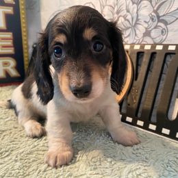 Dachshunds from Lilac City Doxies
