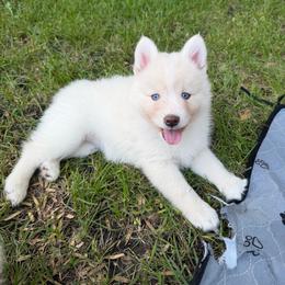 Etta Place - White female Pomsky puppy in Blue Earth, Minnesota from Blue Sky Pomsky