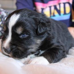 Bandit - Black tri-color male Australian Shepherd puppy in Sonoita, Arizona from Gardner Canyon Kennels