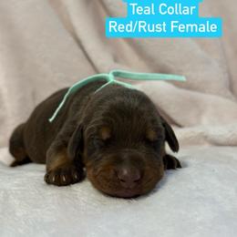 Teal Collar - Red and rust female Doberman Pinscher puppy in Lake City, Florida from Paintedcrazy Doberman Pinchers