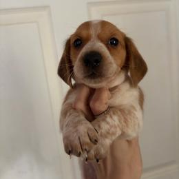 Bean - Piebald male Dachshund puppy in Conroe, Texas from R&M Dachshunds